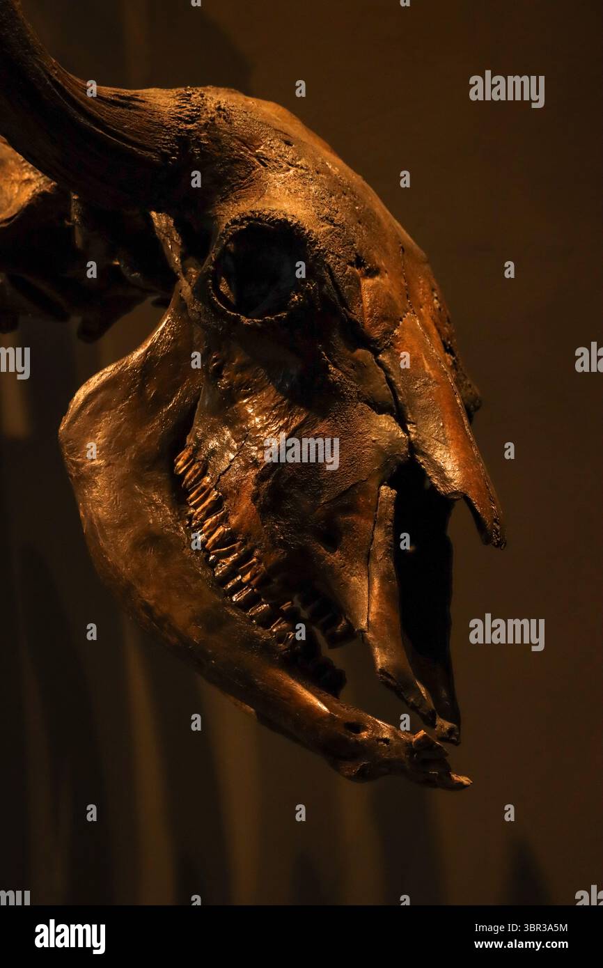 Skelett eines Dinosaurierkopfes im American Museum of Natural History in New York City Stockfoto