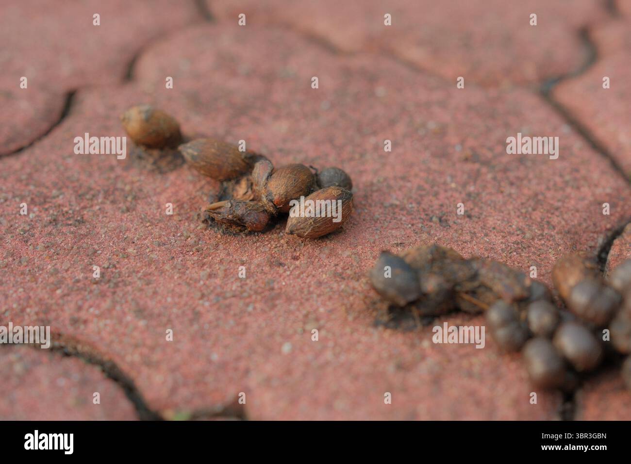 Verstreute Zibetenkot auf einem Backsteinpfad enthüllen die unsichtbaren Kosten des exotischen Kaffeetourismus und schüren die rufe, die Niedriglohnattraktionen verbieten. Stockfoto
