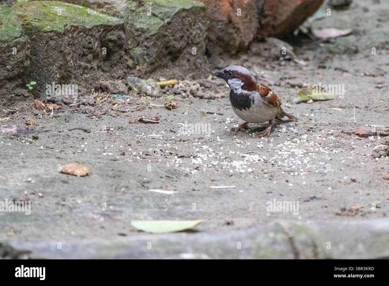 Haussperling (Passer domesticus) auf der Suche nach Reiskörnern auf dem Boden in einem ländlichen Bangladeschischen Dorfhof. Wilde Vögel fressen im Freien. Stockfoto