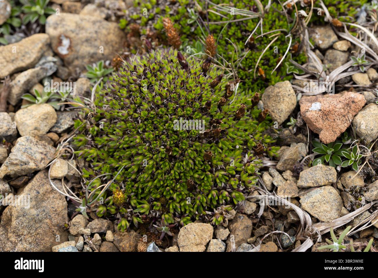Moss campion Silene acaulis, in Blatt, Keen of Hamar, Unst, Shetlandinseln, Schottland, Großbritannien, Juni Stockfoto