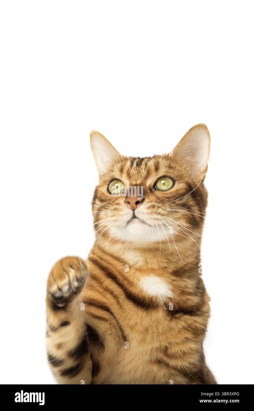 Studio-Aufnahmen von bengalischen Katzen, weißer Hintergrund, Porträt Stockfoto