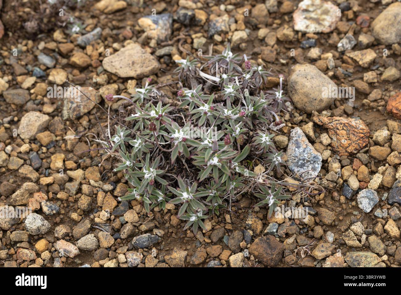 Seebanane Plantago maritima, Pflanze in Blättern, Keen von Hamar, Unst, Shetland-Inseln, Schottland, Großbritannien, Juni Stockfoto