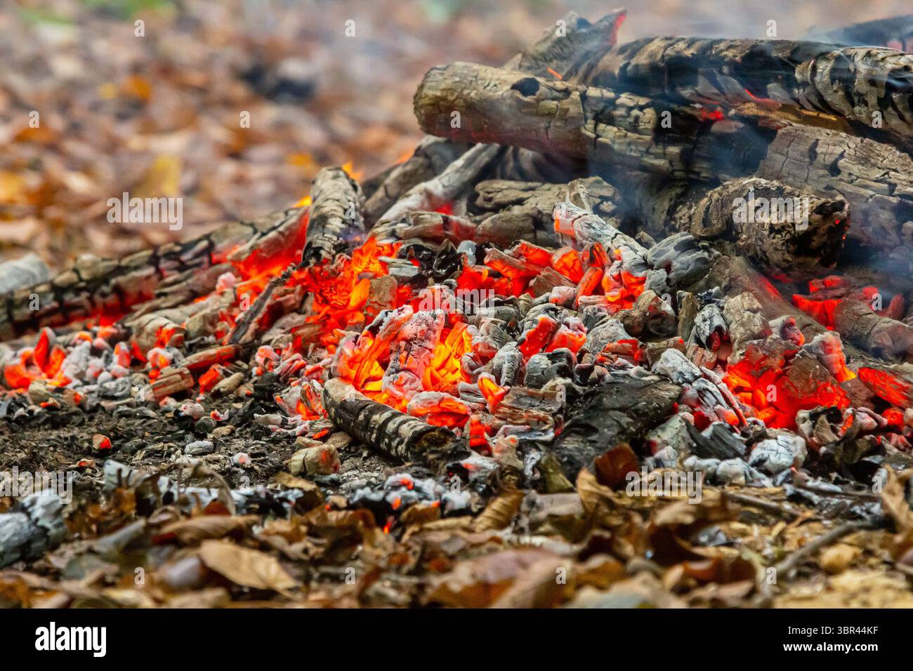Glühende Glut aus verkohlten Baumstämmen schafft eine warme Atmosphäre in einer Feuerstelle. Der Boden ist mit Blättern bedeckt, die den rustikalen Charme des Waldes zeigen Stockfoto Glühende Glut aus verkohlten Baumstämmen schafft eine warme Atmosphäre in einer Feuerstelle. Der Boden ist mit Blättern bedeckt, die den rustikalen Charme des Waldes zeigen Stockfoto