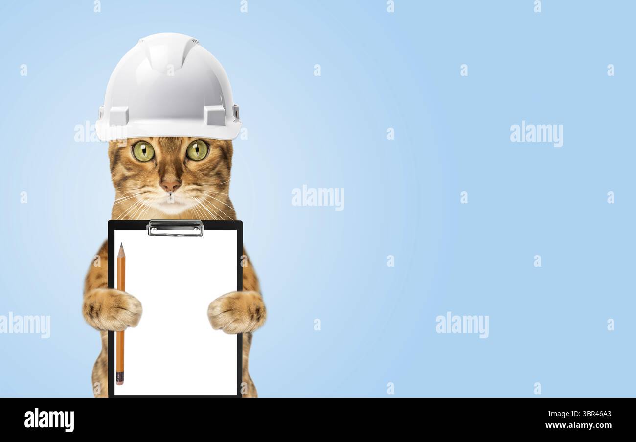 Studio-Aufnahmen von bengalischen Katzen, weißer Hintergrund, Porträt Stockfoto