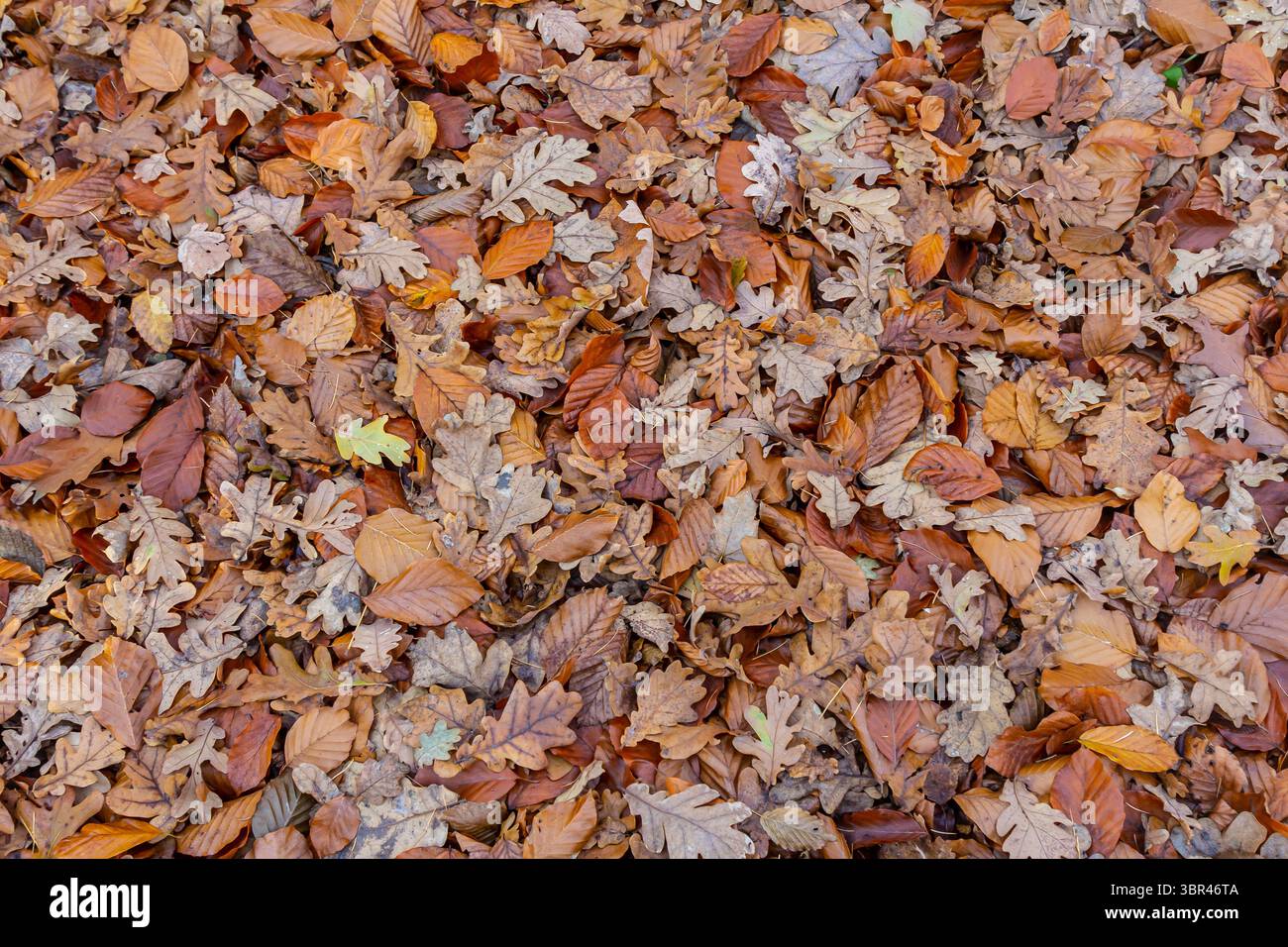Eine lebhafte Mischung aus gefallenen Blättern bedeckt den Boden mit verschiedenen Brauntönen von Orange und Gelb, die typisch für einen ruhigen Herbsttag in der Natur sind. Stockfoto