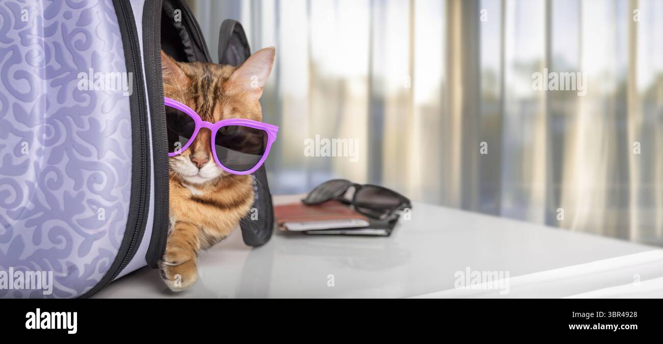 Eine lustige Katze mit Brille sitzt in einer Tiertrage. Reisen mit Haustieren Stockfoto