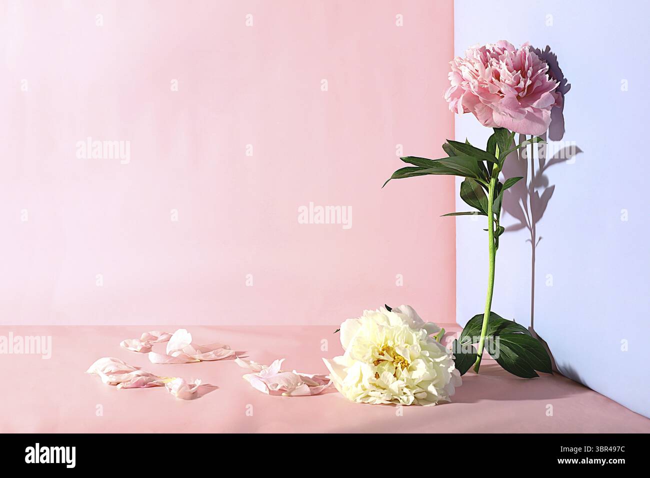 Phase zur Demonstration des Produkt- und Geschäftskonzepts. Minimalistische moderne Ästhetik. Abstrakte Blumenarrangements, leeres Podium für Produkt und frische Pfingstrose Stockfoto