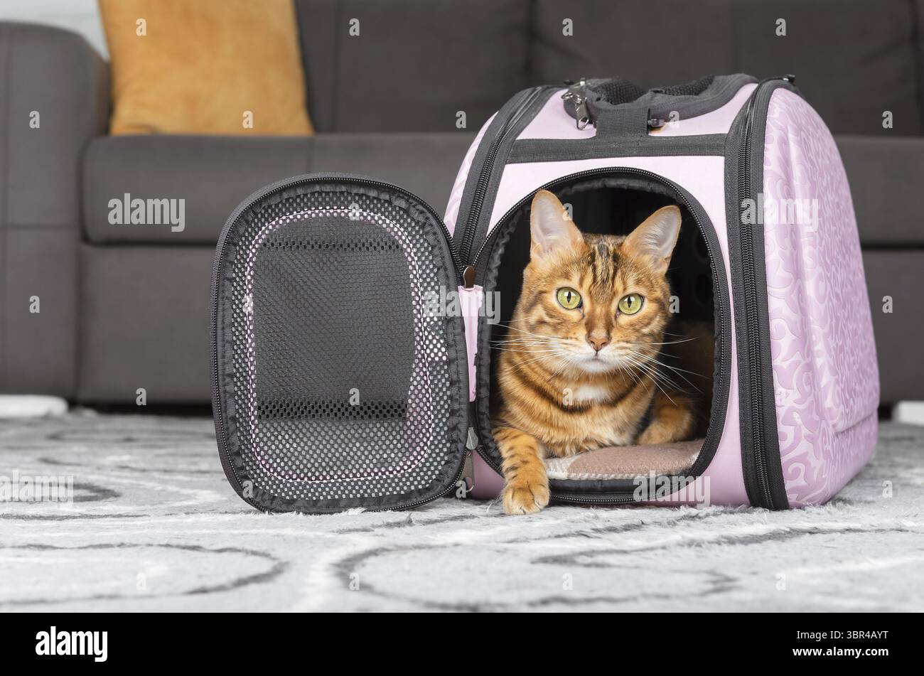 Rote bengalische Katze in einer pinkfarbenen Handtasche auf dem Hintergrund des Raumes Stockfoto