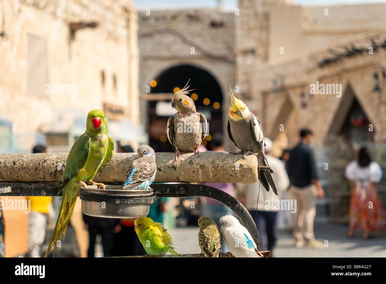 Bunte Papageien in Käfigen auf dem Vogelmarkt in Doha, Katar. Traditioneller Tiermarkt aus dem Nahen Osten mit exotischen Vögeln und lebendigen Details. Stockfoto