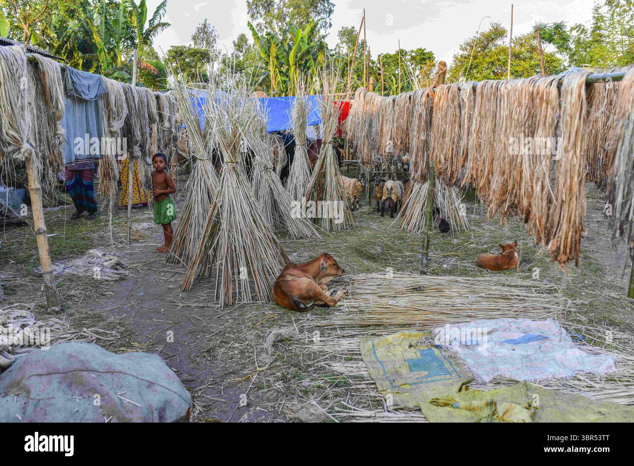 15. Juli 2020, Bogura, Bangladesch: In Sariakandi in Bogura finden Menschen in hohen Gegenden Zuflucht mit ihrem Vieh. Mehr als vier Millionen Menschen sind von den Monsunfluten in Bangladesch betroffen, wobei ein Drittel des Landes bereits unter Wasser ist, nachdem einige der schwersten Regenfälle seit einem Jahrzehnt stattgefunden haben, sagten Beamte. (Credit Image: © Zabed Hasnain Chowdhury/SOPA Images via ZUMA Wire) Stockfoto