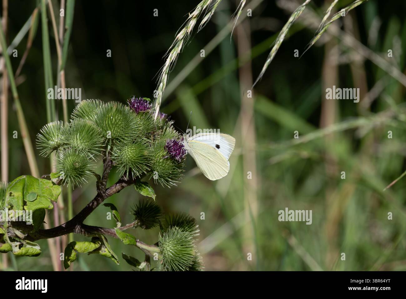 Oversley Wood, Warwickshire, Großbritannien. Großer weißer Schmetterling (Pieris brassicae) auf Klette. Stockfoto