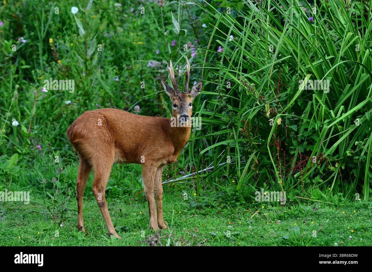 Reh-Bock Stockfoto