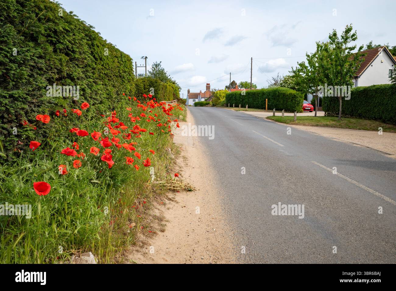 Mohnblumen am Straßenrand Bawdsey Suffolk UK Stockfoto
