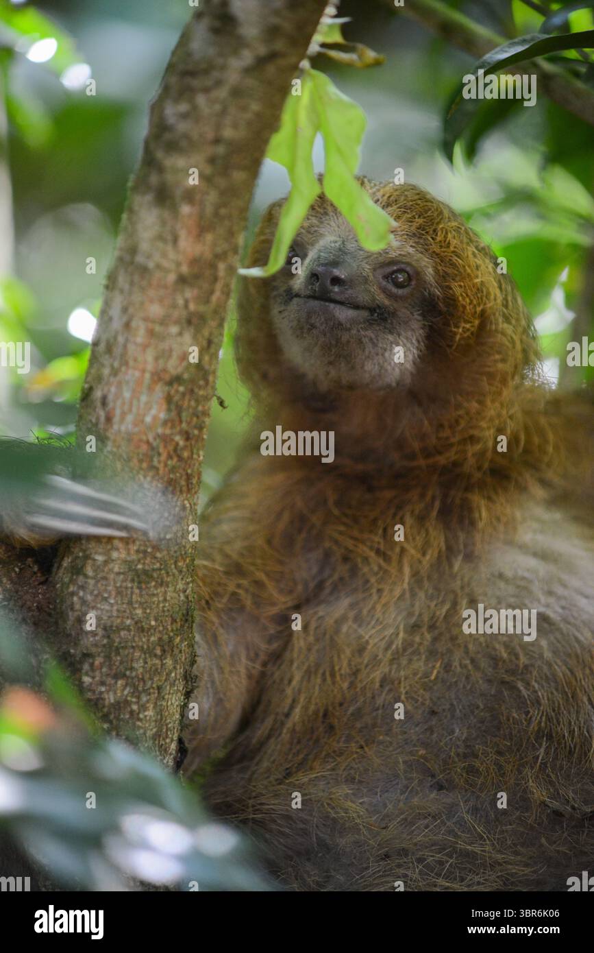Costa Rica Sloth Animal Nature Fotografie Stockfoto