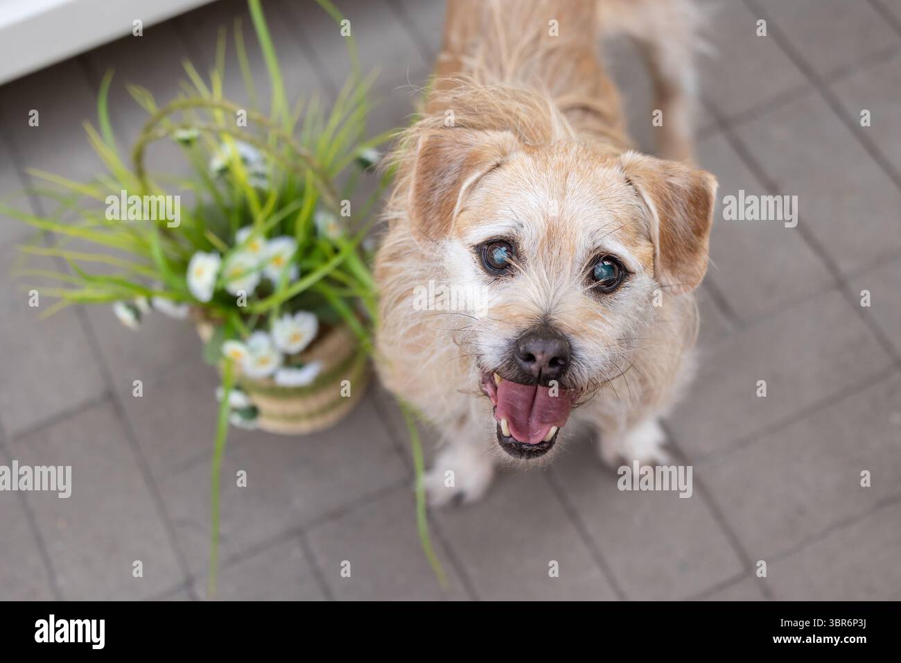 Glücklicher, dreckiger Hund steht neben einem Blumenkorb auf Terrassenfliesen. Stockfoto