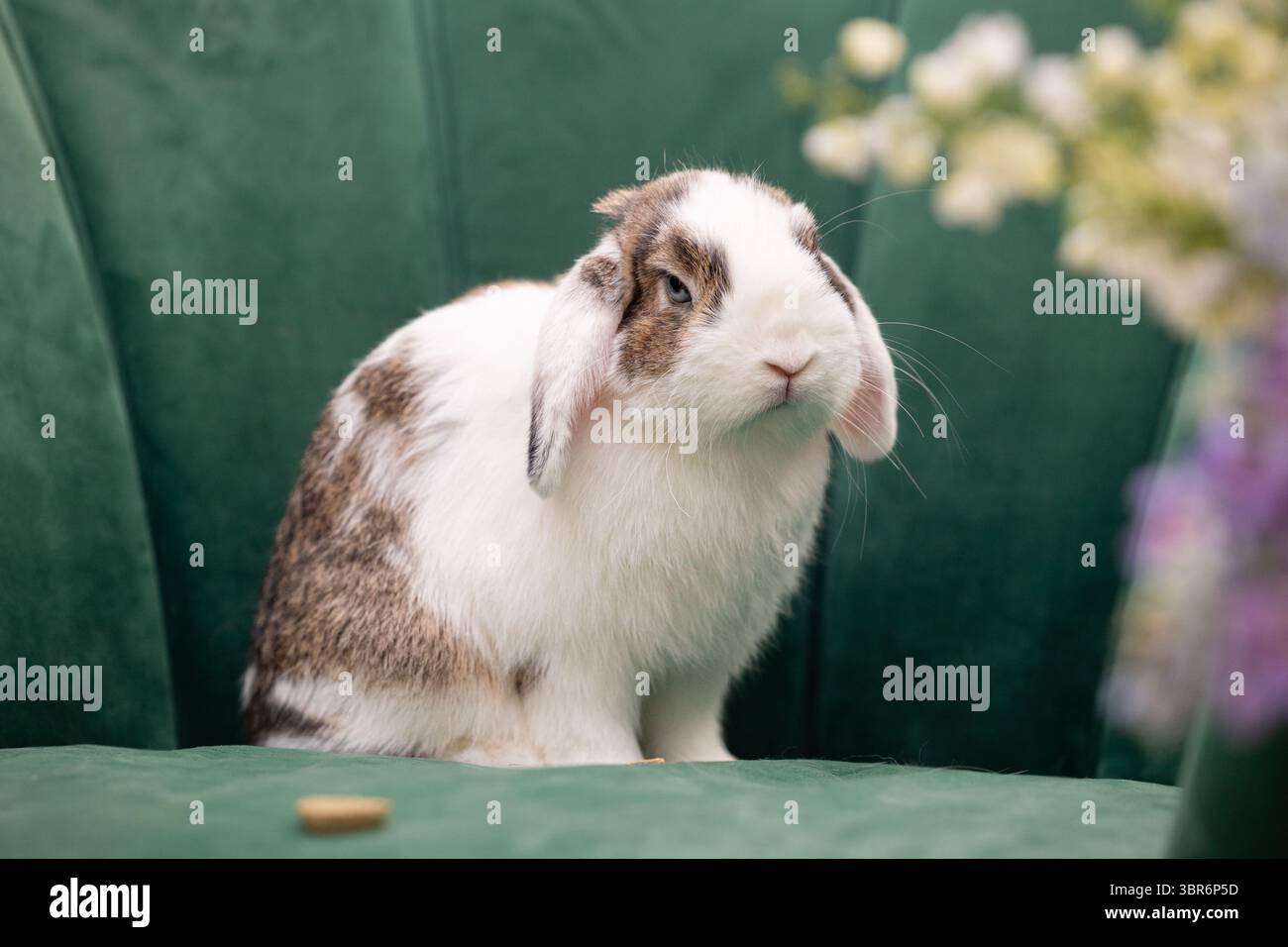 Hase mit Ohrenohren auf grünem Stuhl mit Blumen und Leckereien. Stockfoto