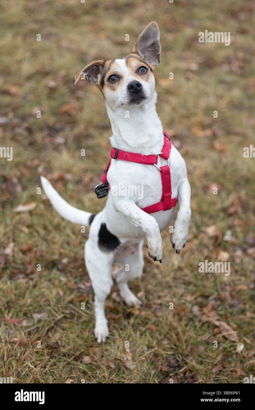 Kleiner Hund aufrecht stehend in rotem Gurtzeug auf grasbewachsenem Boden. Stockfoto