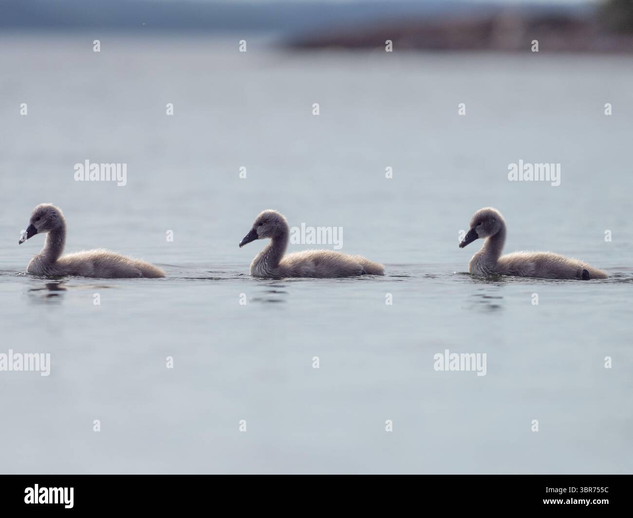 Drei Schwan-Schlüpflinge schwimmen in Einer Reihe Stockfoto Drei Schwan-Schlüpflinge schwimmen in Einer Reihe Stockfoto
