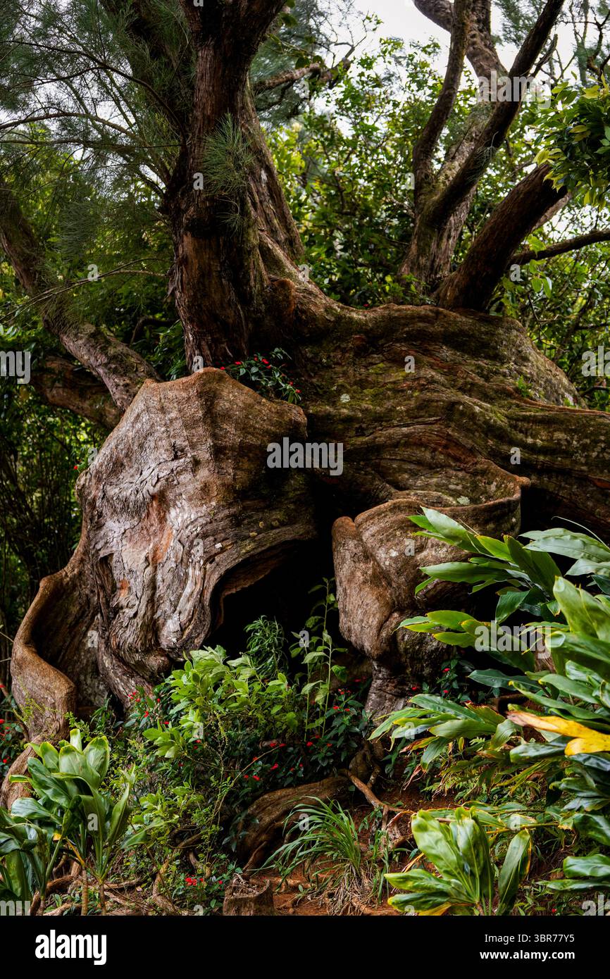 Kunstfertigkeit der Natur: Die Kurven eines hawaiianischen Bonsai in der Nähe des Pali Lookout Stockfoto