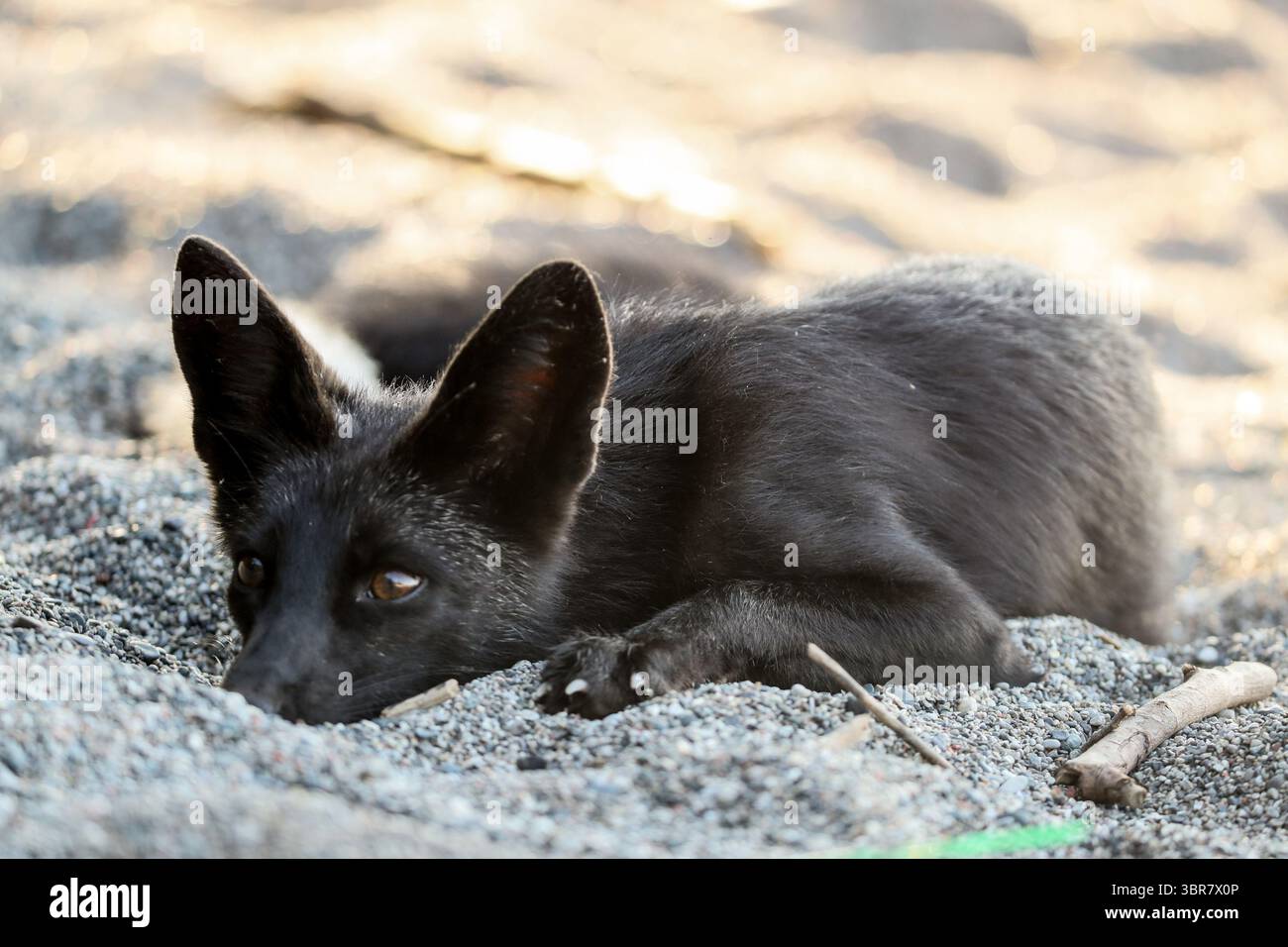 13. August 2020, Toronto, Ontario, Kanada: Eine seltene melanistische Füchse im Humber Park, Toronto. Das Tier, besser bekannt als Silberfuchs, ist eine genetische Variante des gewöhnlicheren Rotfuchses. (Kreditbild: © Christopher Drost/SHIFT digital via ZUMA Wire) Stockfoto