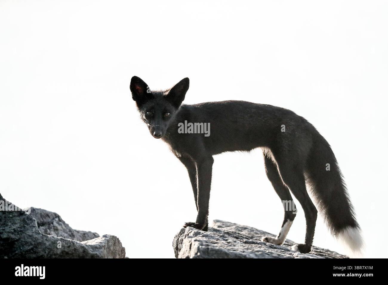 13. August 2020, Toronto, Ontario, Kanada: Eine seltene melanistische Füchse im Humber Park, Toronto. Das Tier, besser bekannt als Silberfuchs, ist eine genetische Variante des gewöhnlicheren Rotfuchses. (Kreditbild: © Christopher Drost/SHIFT digital via ZUMA Wire) Stockfoto