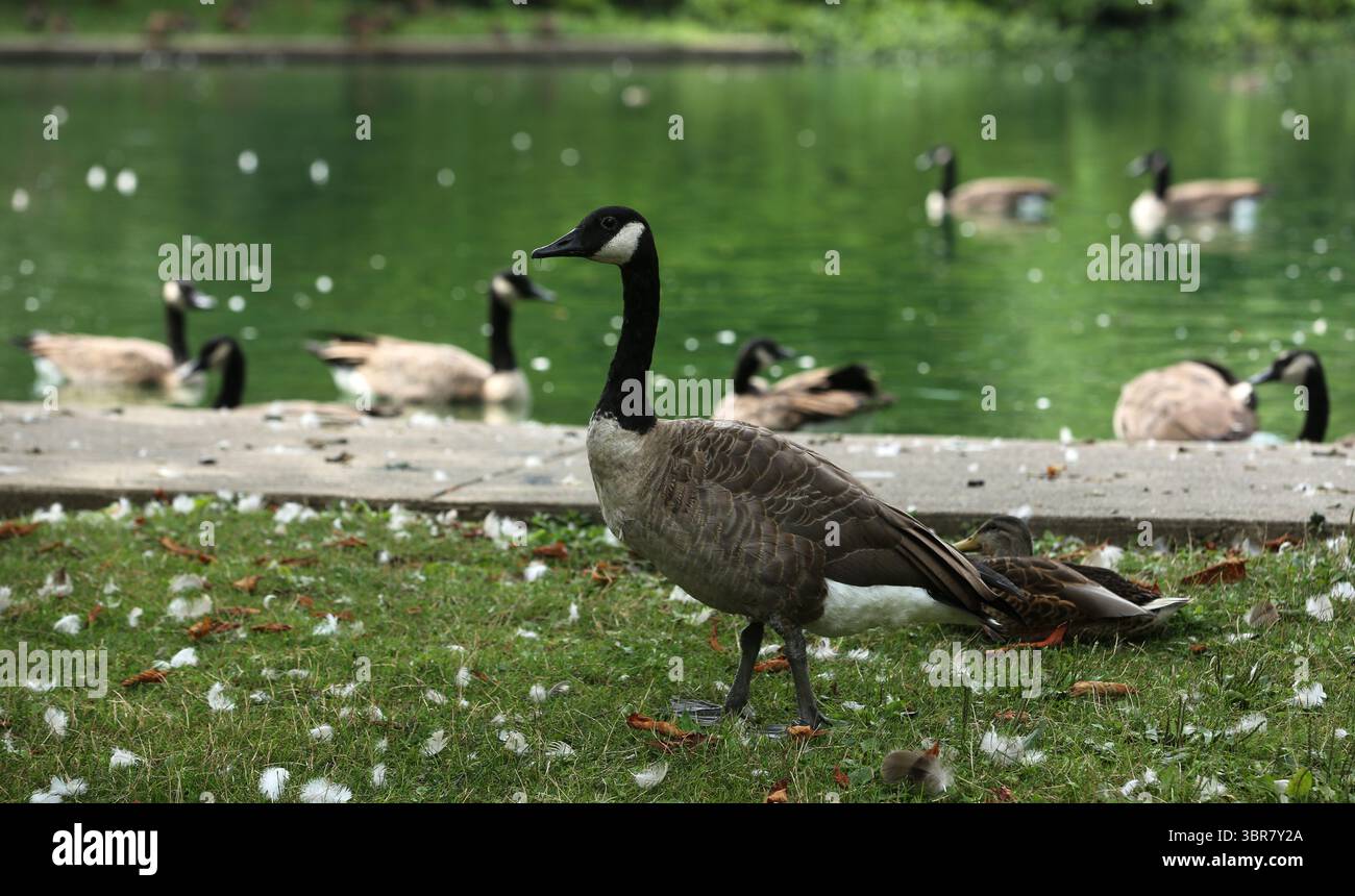 13. August 2020, Cincinnati, Ohio, USA: A Group of Black Greese Birds. Schwimmen Sie rund um den See, um den Eden Park in Cincinnati Ohio zu erkunden. Am 13. Do 2019 zum Abkühlen und Essen. (Bild: © Ernest Coleman/ZUMA Wire) Stockfoto