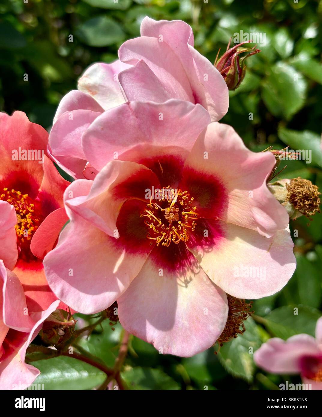 Rosa Hagebuttenblüten - Smartphone-aufgenommenes Stockfoto