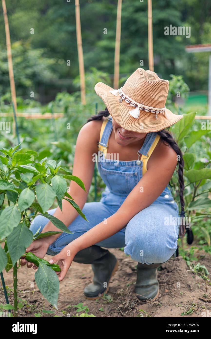 Die vertikale junge Lateinfrau arbeitet als Landwirt, trägt Denim-Latzhose und einen Strohhut und erntet fröhlich leuchtende grüne Chili-Paprika in einem blühenden Stockfoto