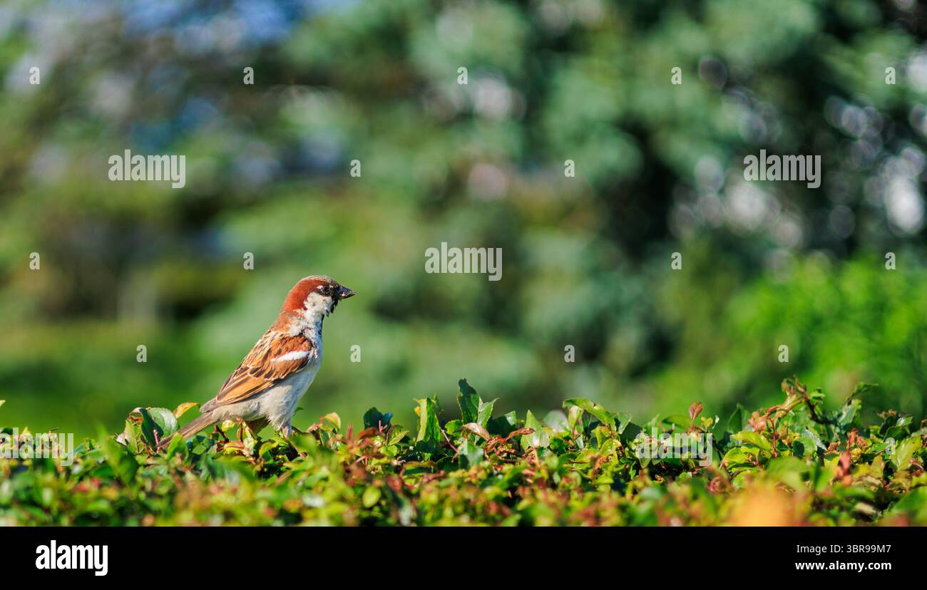 Ein kleiner brauner und weißer Spatel mit dunklem Kopf sitzt auf einem leuchtend grünen Busch vor einem verschwommenen grünen Hintergrund. Stockfoto