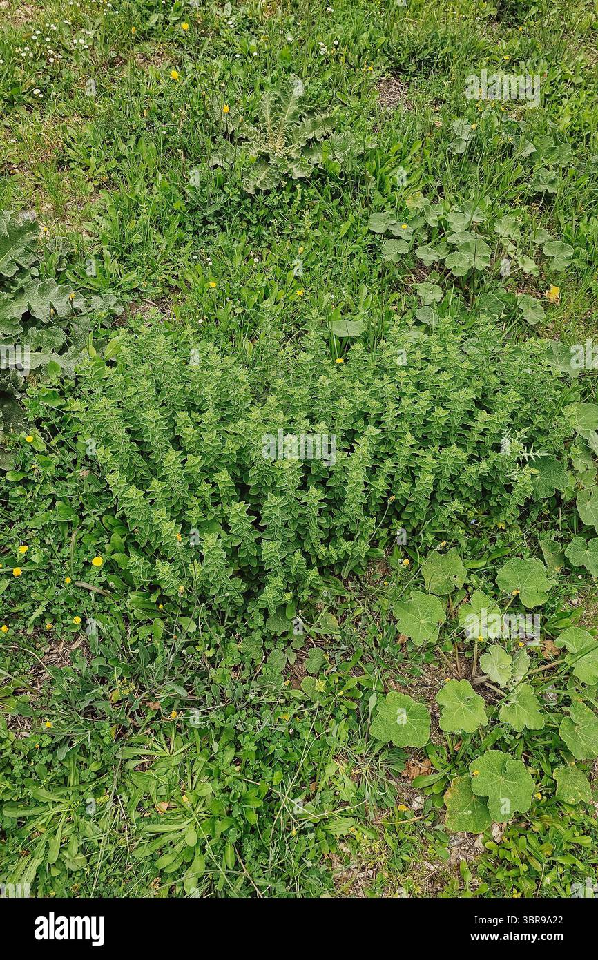 Wie frischer grüner Oregano in der Natur wächst. Ein gesundes Gewürz als Teil der griechischen Flora Stockfoto