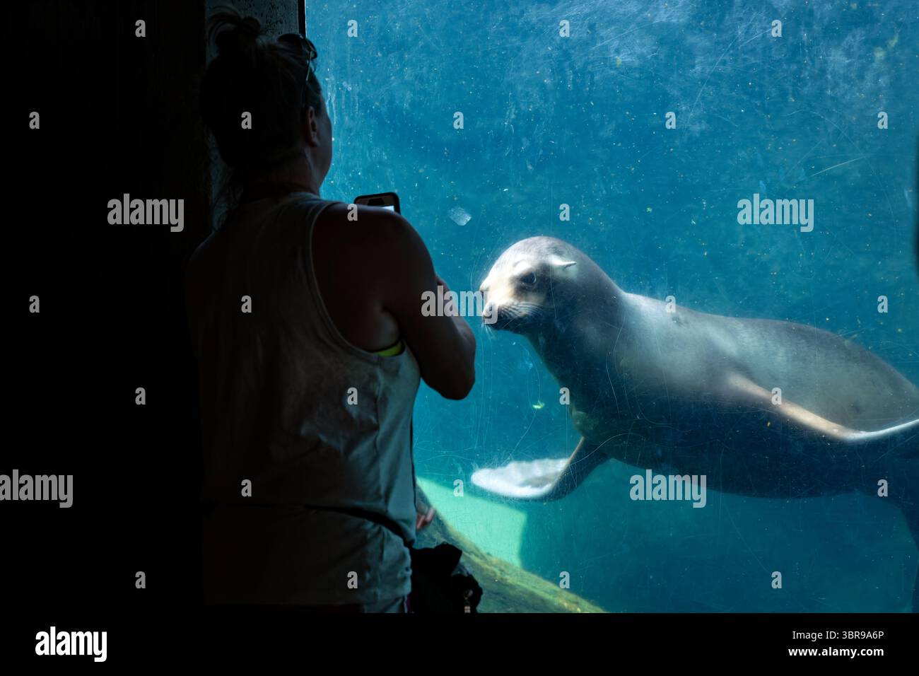 WASHINGTON DC – Ein kalifornischer Seelöwe wird durch ein Unterwasserfenster im Smithsonian's National Zoo gesehen. Der American Trail des National Zoo bietet spezielle aquatische Lebensräume, die Meeressäuger in naturalistischer Umgebung präsentieren. Die Anlage beherbergt kalifornische Seelöwen, die an der Westküste Nordamerikas beheimatet sind und für ihre Intelligenz und Beweglichkeit sowohl im Wasser als auch an Land bekannt sind. Der Smithsonian's National Zoo wurde 1889 gegründet und dient sowohl als Naturschutzzentrum als auch als Forschungseinrichtung, die sich dem Schutz und der Erziehung von Wildtieren widmet Stockfoto