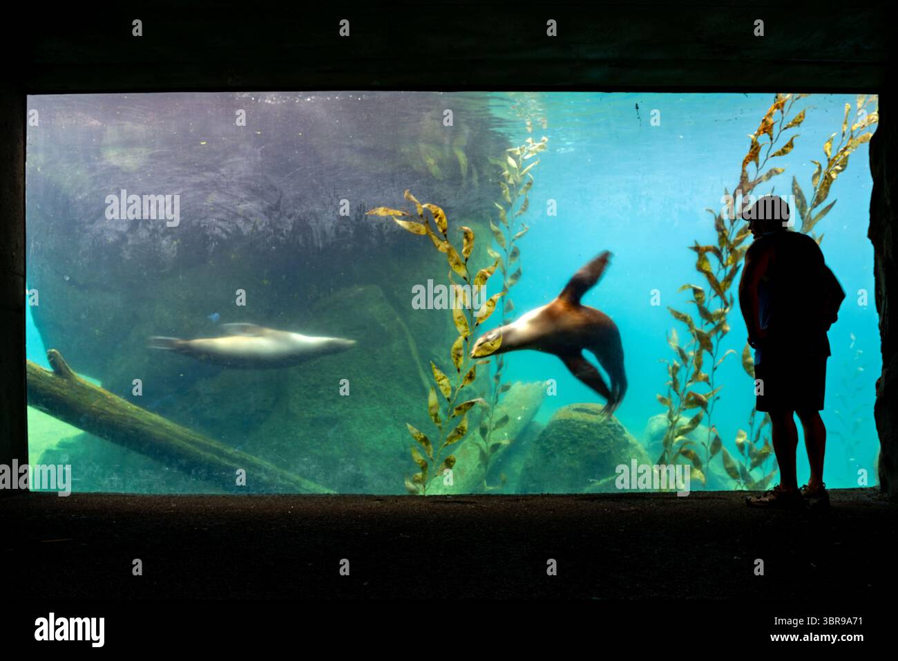 WASHINGTON DC – Seelöwen werden durch ein Unterwasserfenster im Smithsonian's National Zoo beobachtet. Der American Trail des National Zoo bietet spezielle aquatische Lebensräume, die Meeressäuger in naturalistischer Umgebung präsentieren. Die Anlage beherbergt kalifornische Seelöwen, die an der Westküste Nordamerikas beheimatet sind und für ihre Intelligenz und Beweglichkeit sowohl im Wasser als auch an Land bekannt sind. Der Smithsonian's National Zoo wurde 1889 gegründet und dient sowohl als Naturschutzzentrum als auch als Forschungseinrichtung, die sich dem Schutz und der Erziehung von Wildtieren widmet. Das Zo Stockfoto