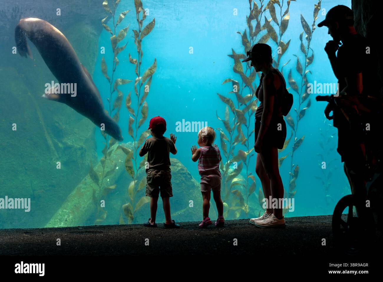 WASHINGTON DC – Seelöwen werden durch ein Unterwasserfenster im Smithsonian's National Zoo beobachtet. Der American Trail des National Zoo bietet spezielle aquatische Lebensräume, die Meeressäuger in naturalistischer Umgebung präsentieren. Die Anlage beherbergt kalifornische Seelöwen, die an der Westküste Nordamerikas beheimatet sind und für ihre Intelligenz und Beweglichkeit sowohl im Wasser als auch an Land bekannt sind. Der Smithsonian's National Zoo wurde 1889 gegründet und dient sowohl als Naturschutzzentrum als auch als Forschungseinrichtung, die sich dem Schutz und der Erziehung von Wildtieren widmet. Das Zo Stockfoto