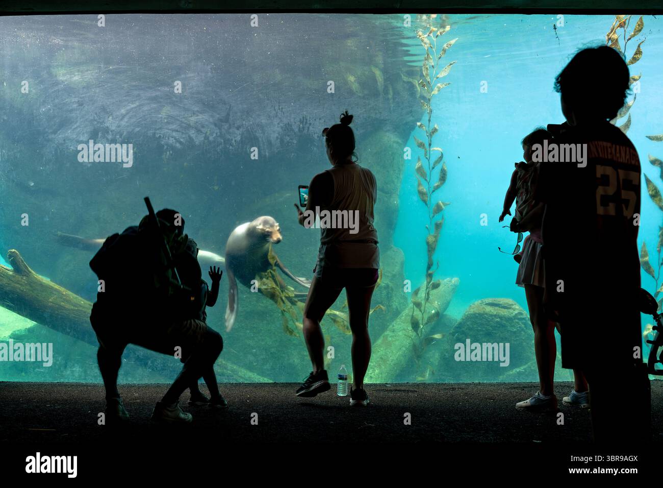 WASHINGTON DC – Seelöwen werden durch ein Unterwasserfenster im Smithsonian's National Zoo beobachtet. Der American Trail des National Zoo bietet spezielle aquatische Lebensräume, die Meeressäuger in naturalistischer Umgebung präsentieren. Die Anlage beherbergt kalifornische Seelöwen, die an der Westküste Nordamerikas beheimatet sind und für ihre Intelligenz und Beweglichkeit sowohl im Wasser als auch an Land bekannt sind. Der Smithsonian's National Zoo wurde 1889 gegründet und dient sowohl als Naturschutzzentrum als auch als Forschungseinrichtung, die sich dem Schutz und der Erziehung von Wildtieren widmet. Das Zo Stockfoto