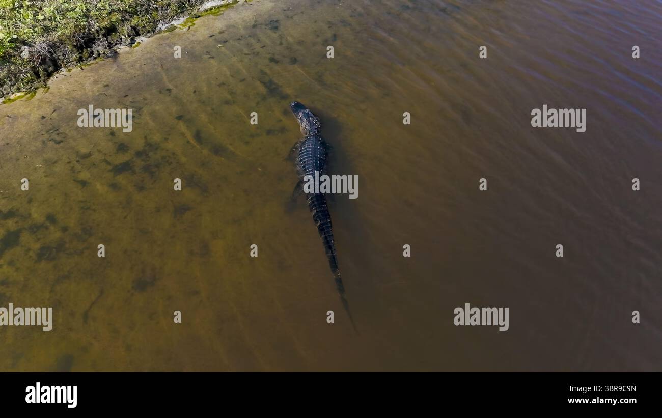 Aus der Vogelperspektive eines Alligators, der durch das trübe Wasser gleitet, dessen dunkle Skalen sich im Kontrast zum Sandstrand in Odessa, Florida, USA, abheben. Stockfoto