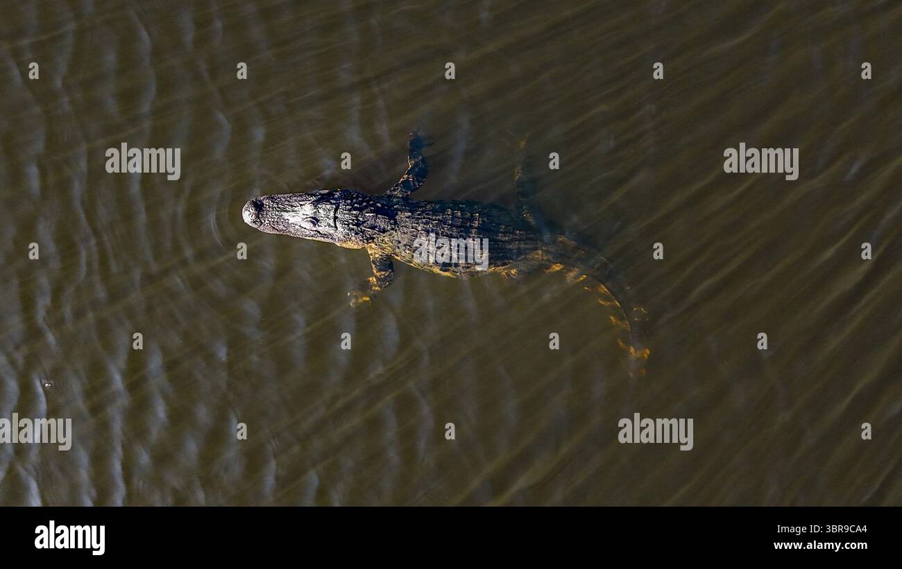 Aus der Vogelperspektive eines Alligators, der in dunklen Gewässern schwimmt, dessen schuppige Haut sich von der gewellten Oberfläche des Wassers abhebt, Odessa, Florida, USA. Stockfoto