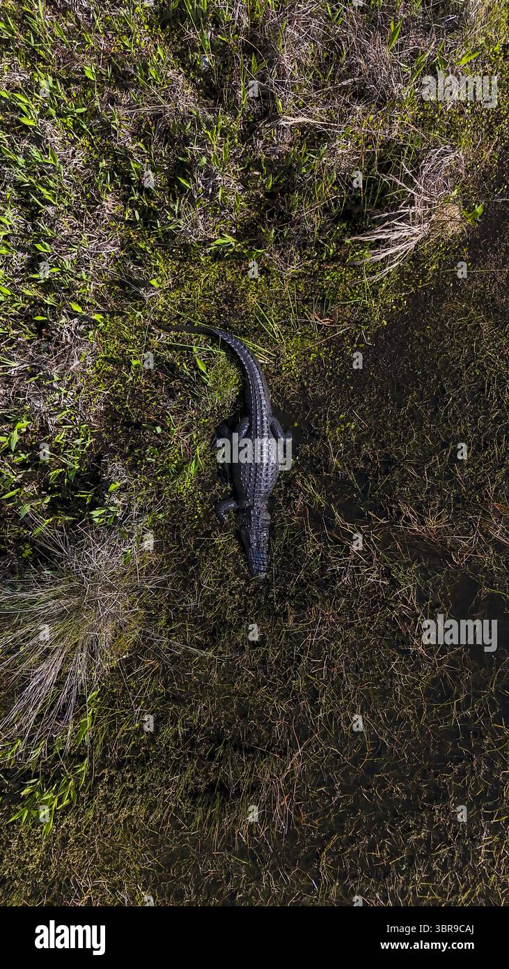 Aus der Vogelperspektive eines Alligators, der sich in der Sonne inmitten eines lebendigen Wandteppichs aus grüner und brauner Vegetation in Odessa, Florida, USA, sonnt. Stockfoto