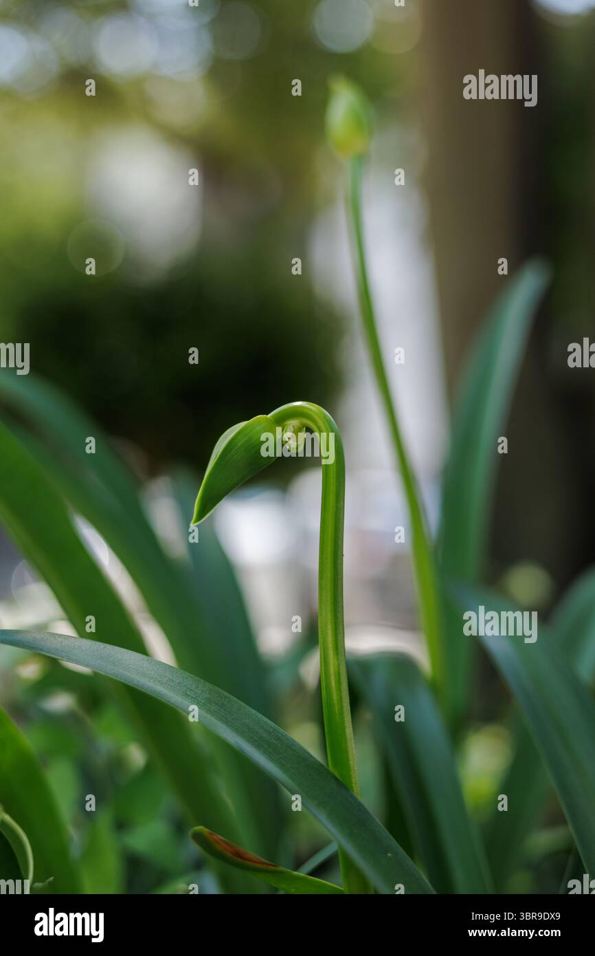 Nahaufnahme eines zarten grünen Pflanzenstammes mit auftauchenden Knospen, vor dem natürlichen Hintergrund des Bokeh, das Wachstum, Erneuerung und natürliche Schönheit symbolisiert. Stockfoto
