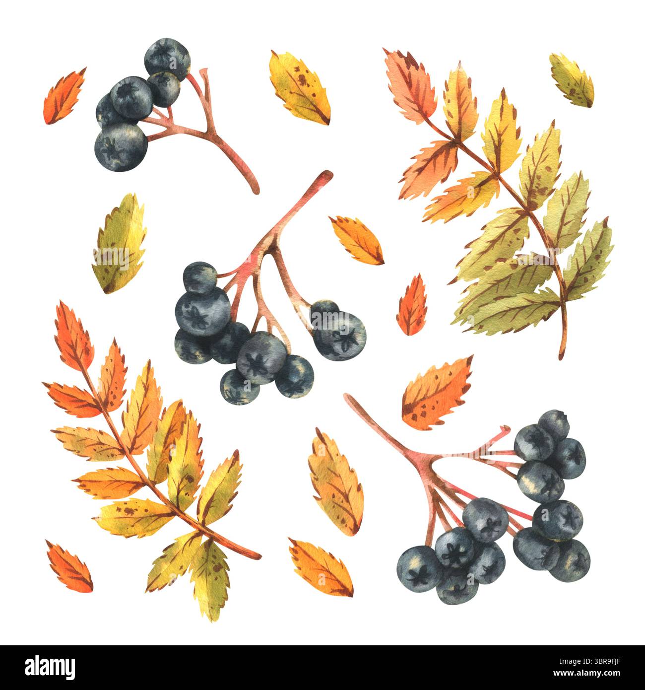 Aquarell-Clip-Art-Set mit schwarzen vogelbeeren, Herbstlaub und gelben Blättern. Handgezeichnete Illustrationselemente für saisonale Einrichtung, Design und Stockfoto