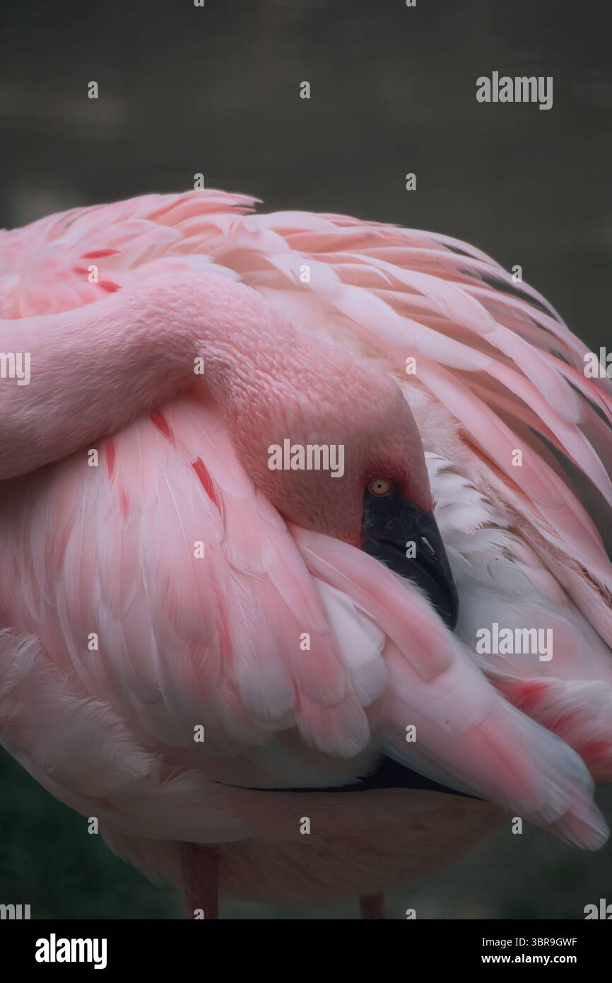 Ein eleganter rosafarbener Flamingo aus nächster Nähe, dessen Kopf sanft in seine Federn eingebettet ist. Detaillierte Wildtierfotografie mit Einer ruhigen, exotischen Aura. Stockfoto