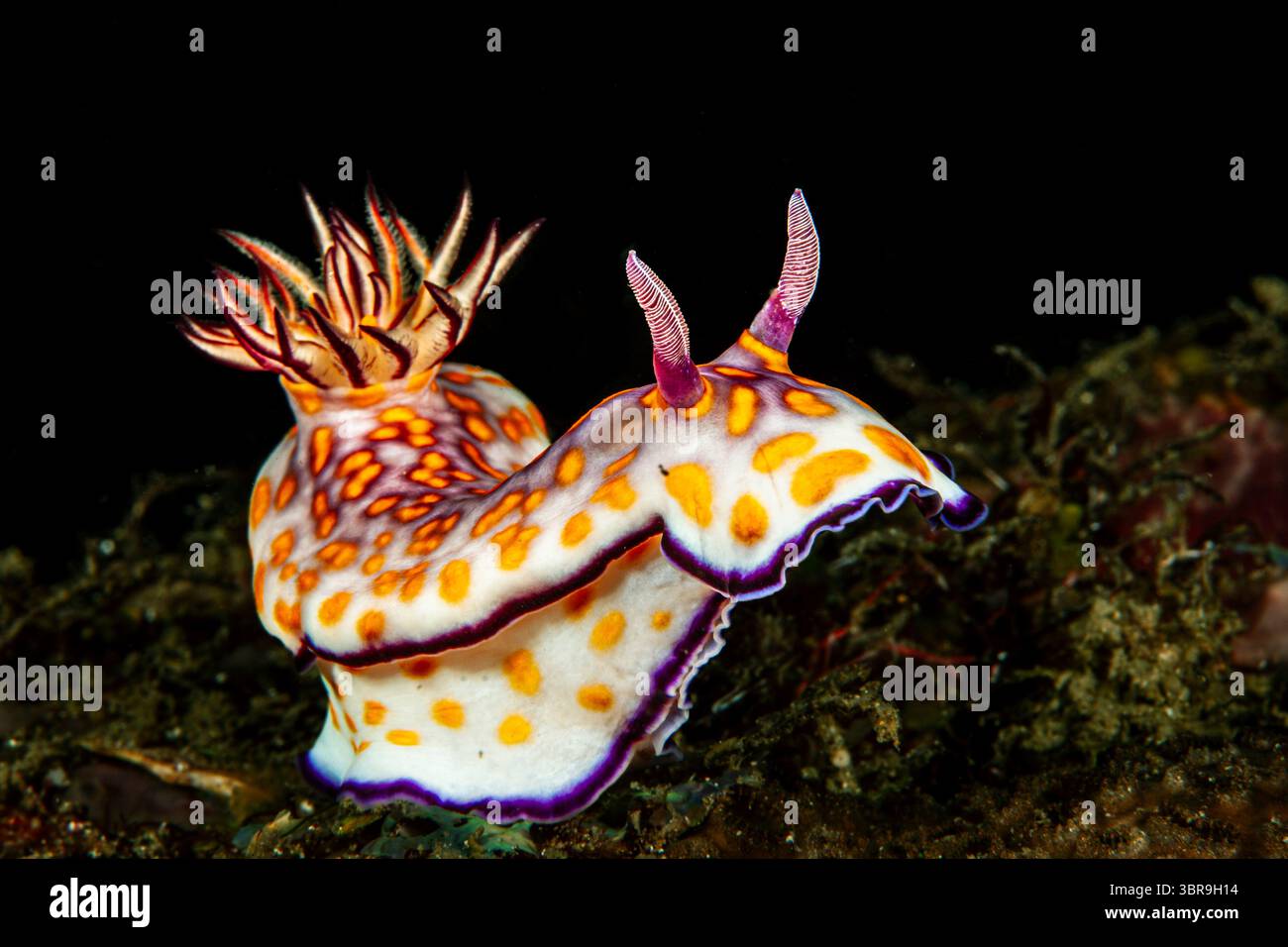 Beautiful-Hypselodoris, Hypselodoris pulchella, Mabini, Luzon, Philippinisches Meer, Philippinen Stockfoto