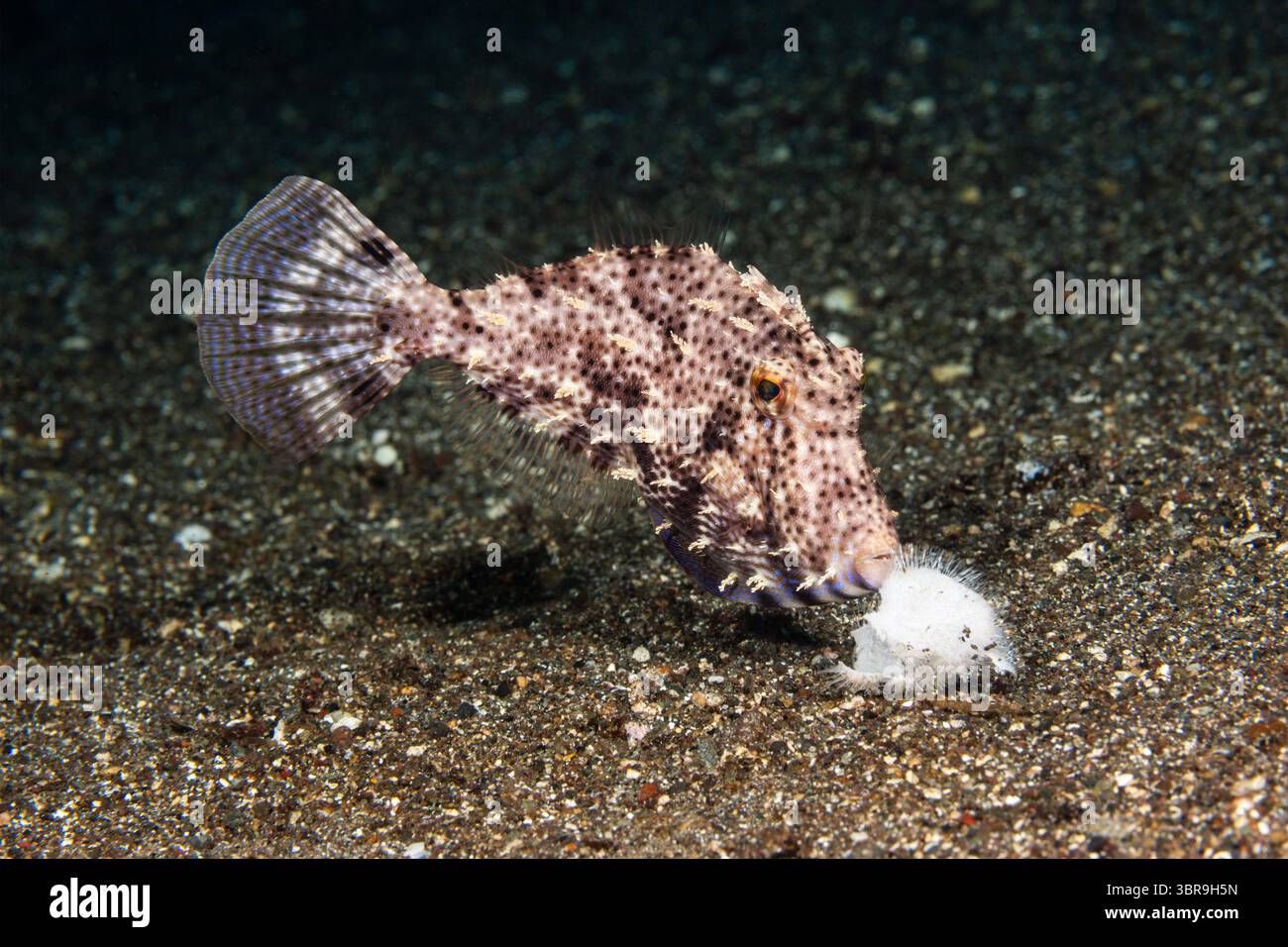 Essen von Strap-Weed-Fischen, Strapweed-Filefish, Pseudomonacanthus macrurus, Mabini, Luzon, Philippinische See, Philippinen Stockfoto