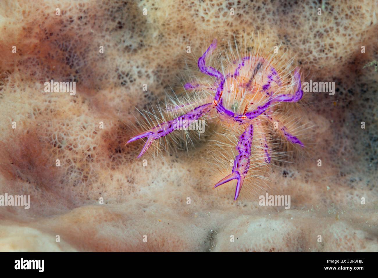 Hairy Squat Hummer, Lauriea siagiani, Mabini, Luzon, Philippinische See, Philippinen Stockfoto