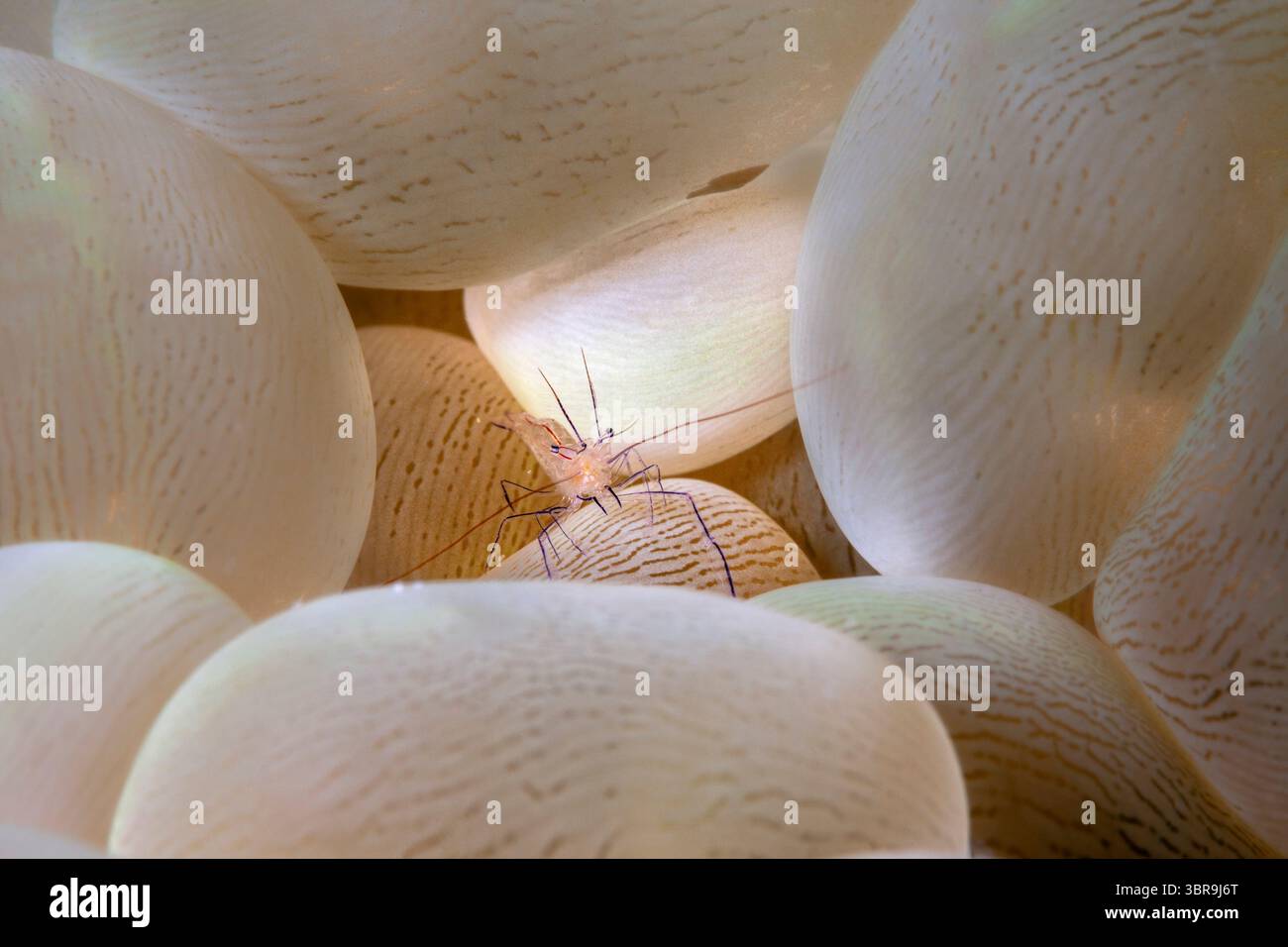 Bubble Coral Shrimp, Vir philippinensis, Plerogyra sinuosa, Loon, Bohol, Cebu Strait, Philippinische See, Philippinen Stockfoto