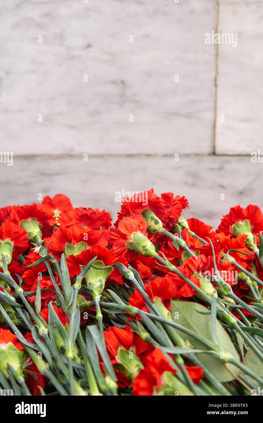 Rote Nelkenblumen auf dem Hintergrund einer weißen Ziegelwand Stockfoto