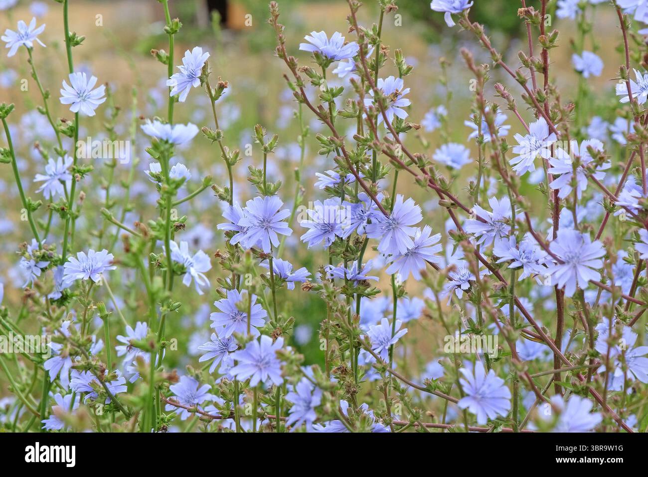 Blassblaues Cichorium intybus, Zichorie, „Electric Blue“ in Blüte. Stockfoto