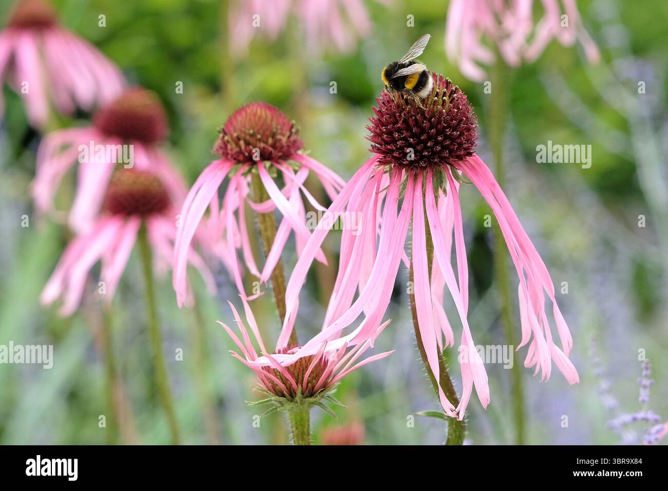 Eine Hummel, die auf einer rosa Echinacea pallida sitzt, blassviolett, in Blüte. Stockfoto