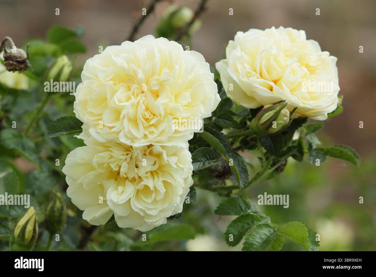 Rosa 'Agnes' (Ru), doppelte Rose mit cremegelben Blüten. Auch Rosa rugosa genannt 'Agnes'. UK Stockfoto