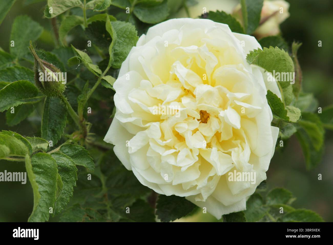 Rosa 'Agnes' (Ru), doppelte Rose mit cremegelben Blüten. Auch Rosa rugosa genannt 'Agnes'. UK Stockfoto