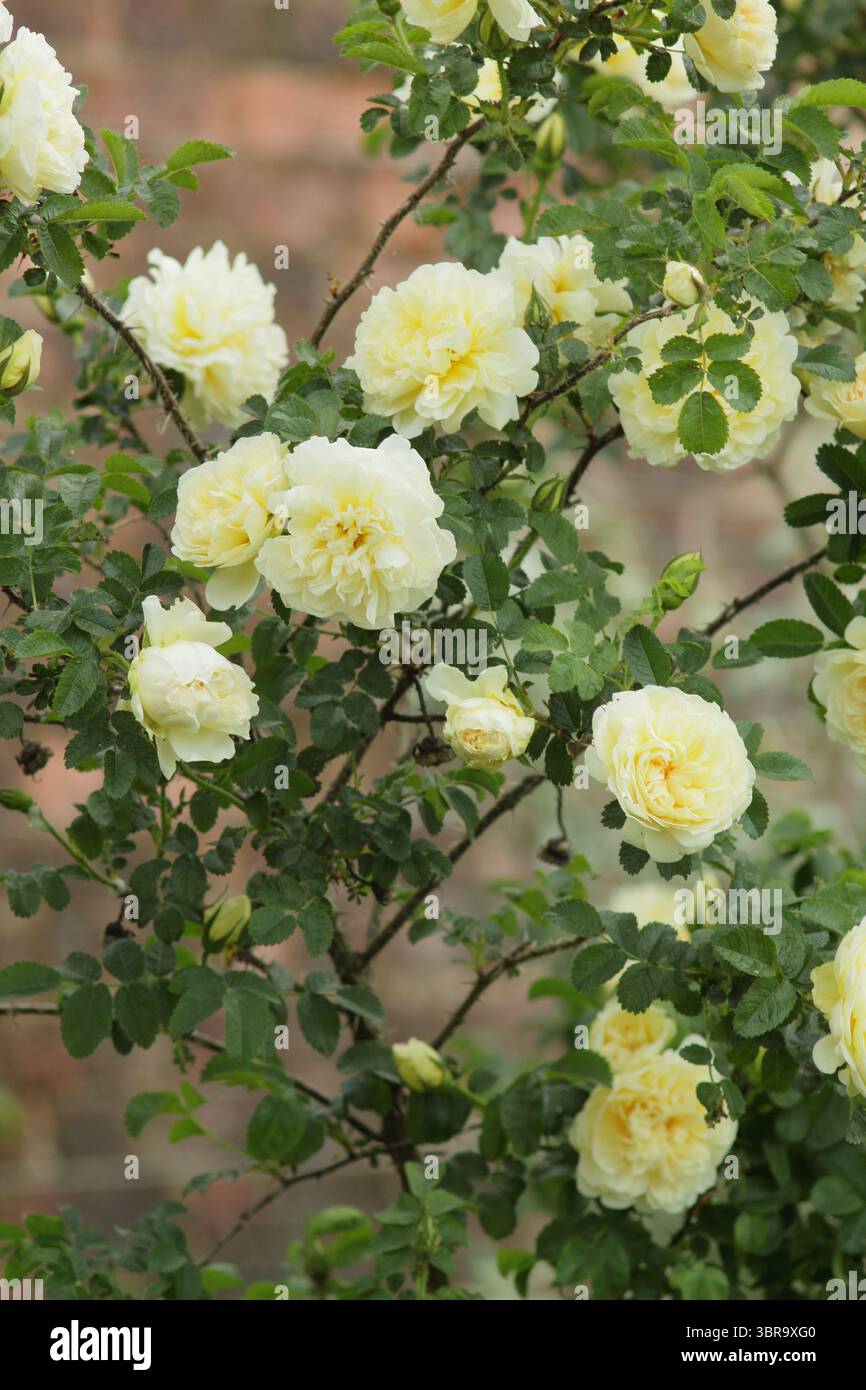 Rosa 'Agnes' (Ru), doppelte Rose mit cremegelben Blüten. Auch Rosa rugosa genannt 'Agnes'. UK Stockfoto